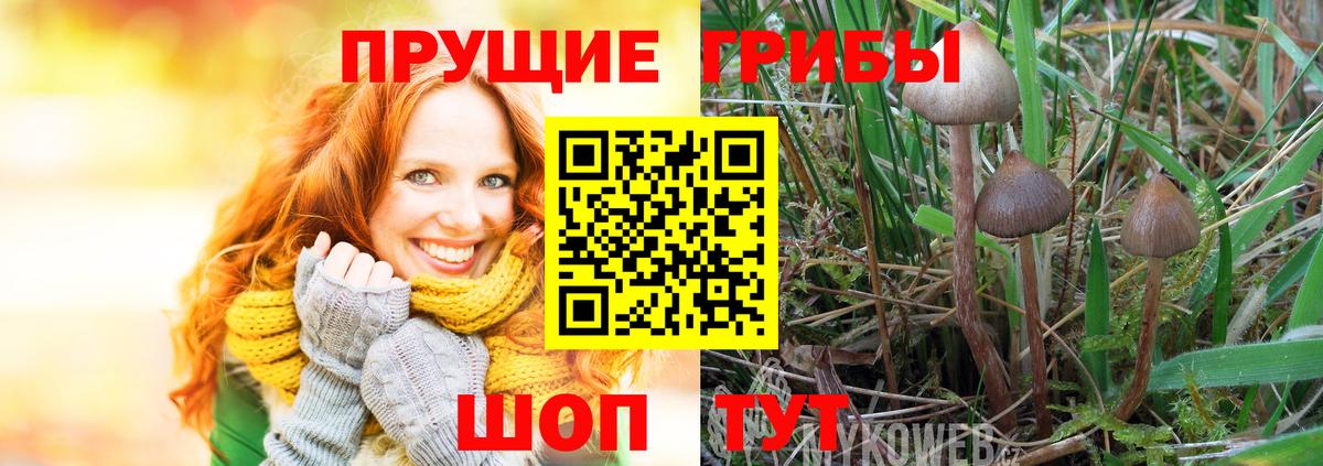 Галлюциногенные грибы мицелий  Псилоцибиновые грибы прущие грибы  Вход с VPN  Углич 